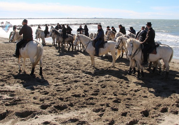 Agenda Abrivado Des Plages Guide De Tourisme Camarguefr