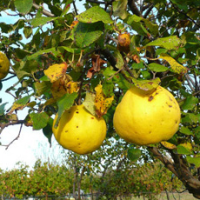 Les Jardins de la Petite Camargue