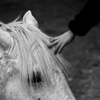 La Camargue en plein Coeur 1