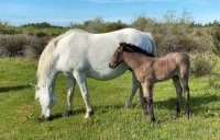 Venir avec votre cheval