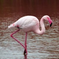 La Camargue en plein Coeur 2