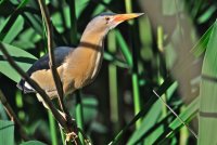 Parc Ornithologique Pont De Gau