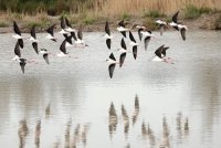 Parc Ornithologique Pont De Gau