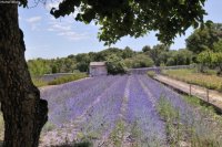 St Rémy de Provence