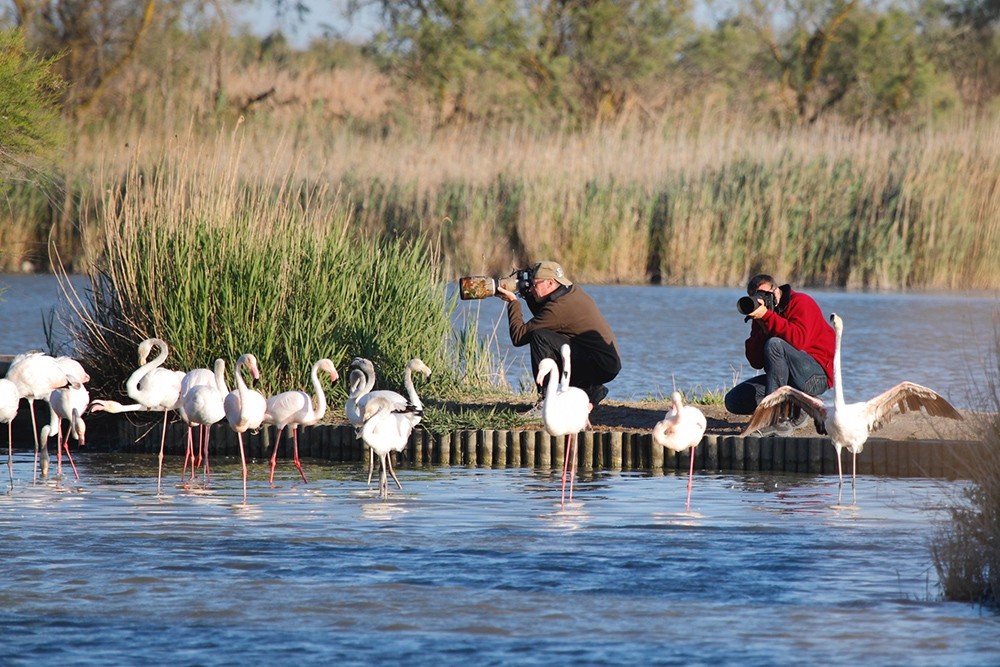 Parc Ornithologique Pont De Gau