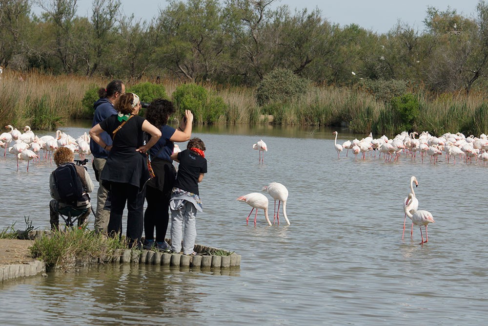 Parc Ornithologique Pont De Gau