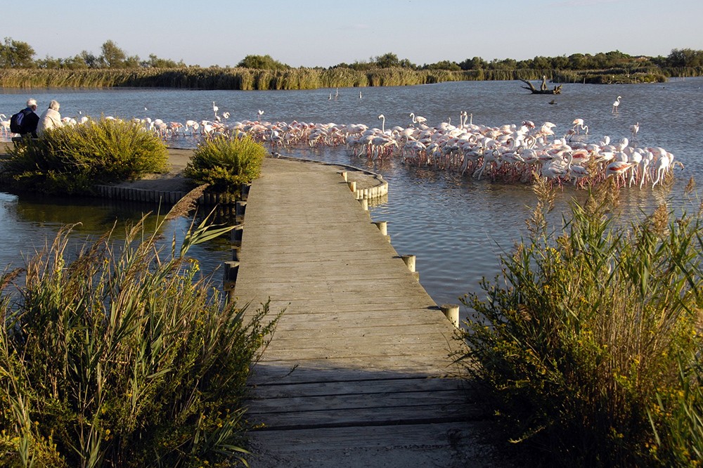 Parc Ornithologique Pont De Gau