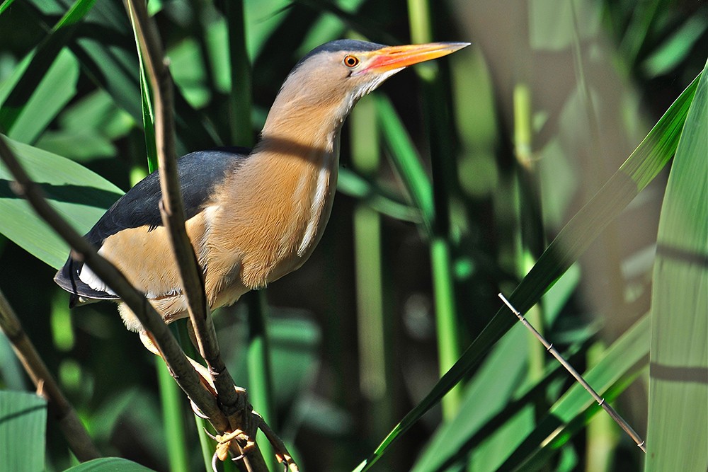 Parc Ornithologique Pont De Gau