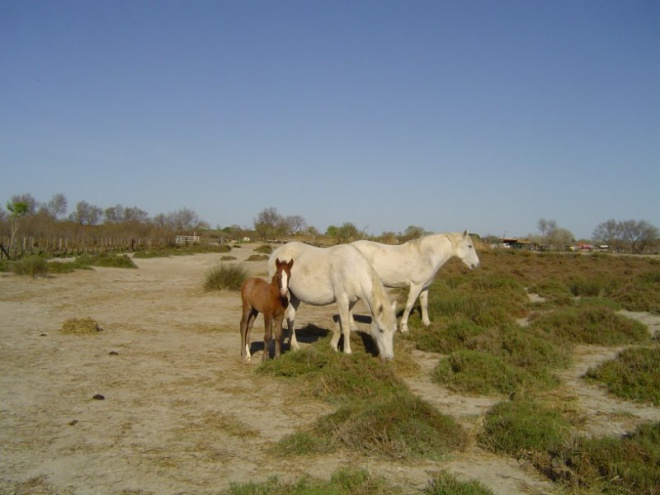 Les Quatre Maries - camargue.fr