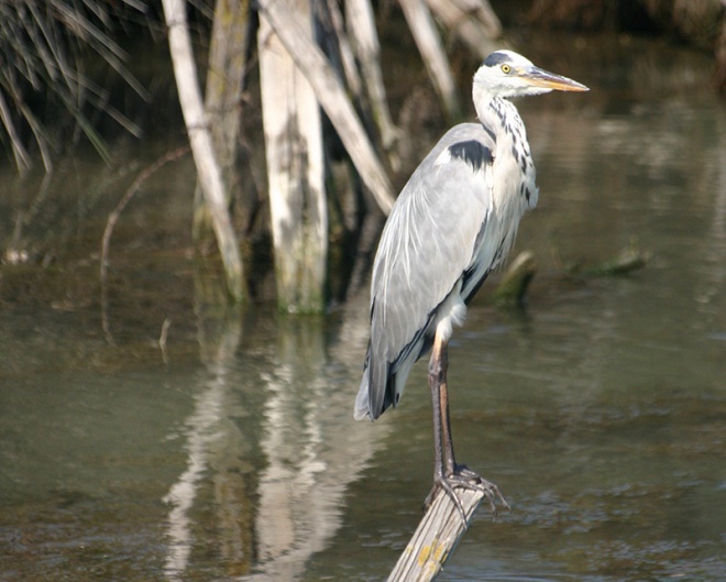 Les Quatre Maries - camargue.fr