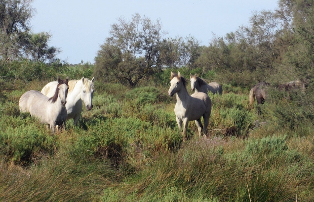 Cabane du Daladel - camargue.fr