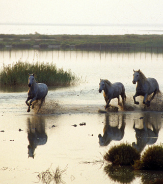 Les Cabanes de Cacharel