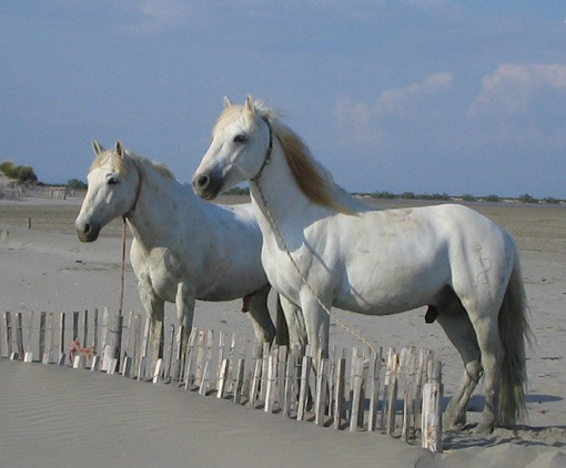 Les Cabanes de Cacharel