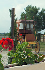 Calèches de Camargue