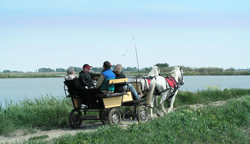 Calèches de Camargue