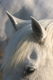 Calèches de Camargue