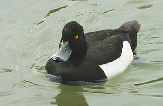 Calèches de Camargue