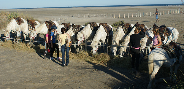 Centre Equestre Les Arnelles - camargue.fr