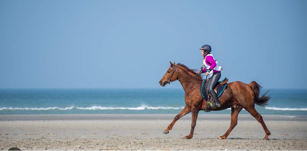 Centre Equestre Les Arnelles - camargue.fr