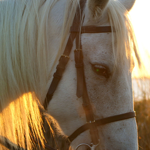 Centre Equestre Les Arnelles