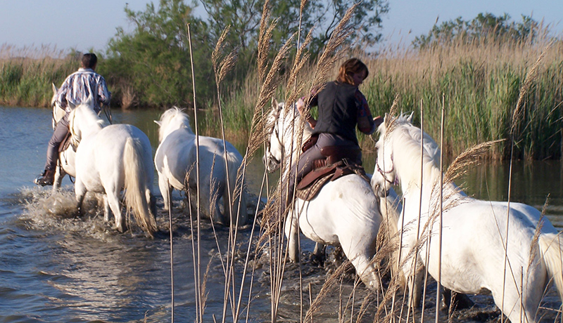 Centre Equestre Les Arnelles - camargue.fr