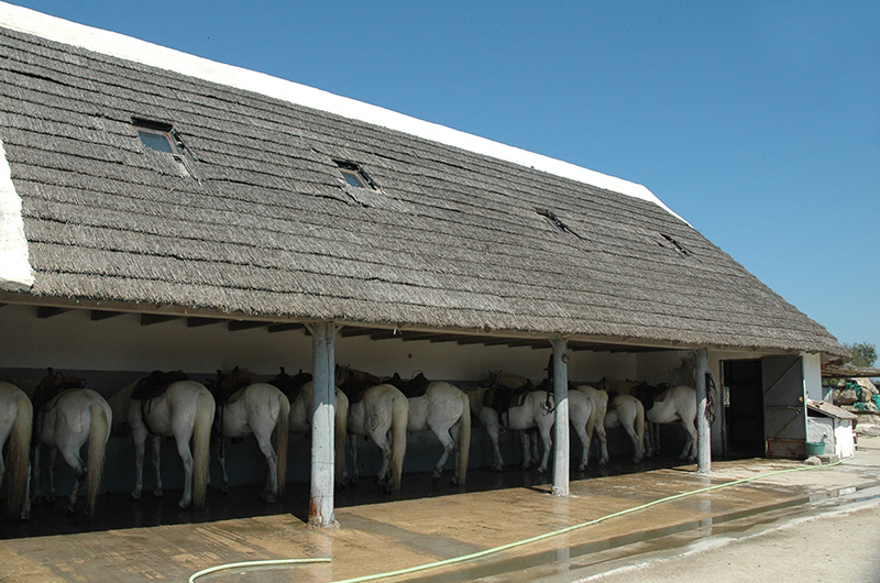 Centre Equestre Les Arnelles - camargue.fr