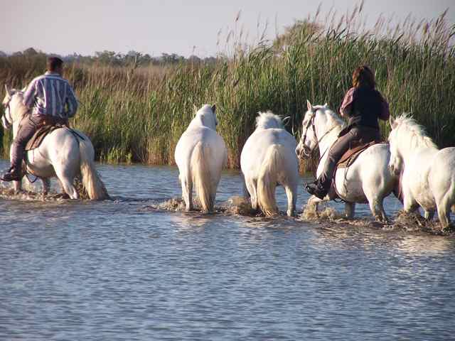 Centre Equestre Les Arnelles - camargue.fr