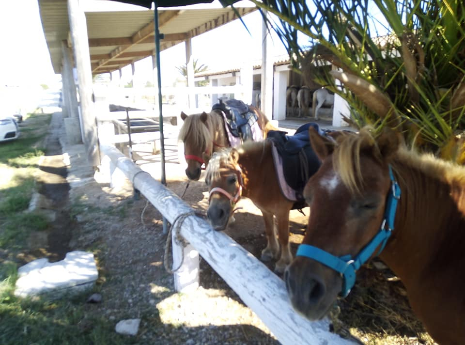 Promenade Crin Blanc - camargue.fr