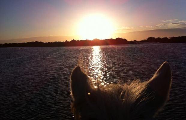 Promenade Crin Blanc - camargue.fr