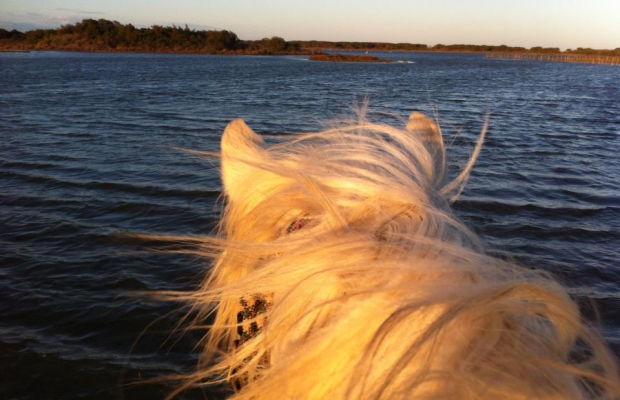 Promenade Crin Blanc - camargue.fr