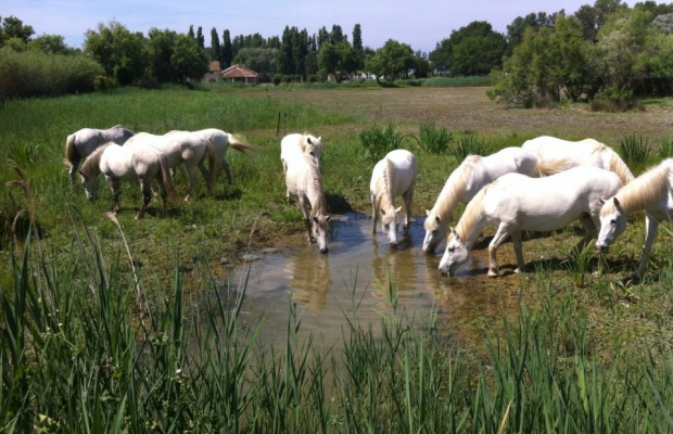 Promenade Crin Blanc - camargue.fr