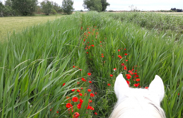 Promenade Crin Blanc - camargue.fr