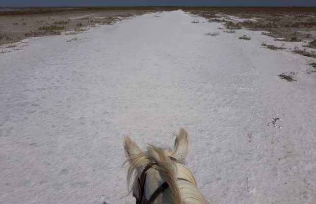 Promenade Crin Blanc - camargue.fr