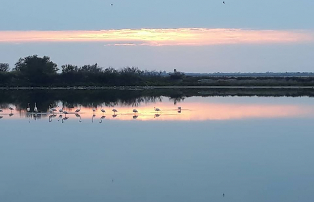 Promenade Crin Blanc - camargue.fr