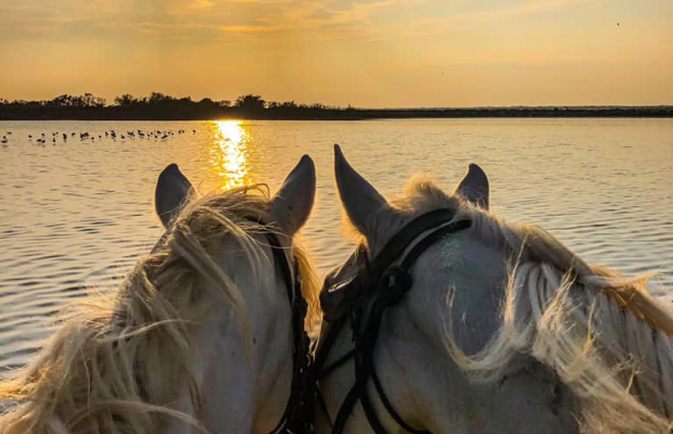 Promenade Crin Blanc - camargue.fr