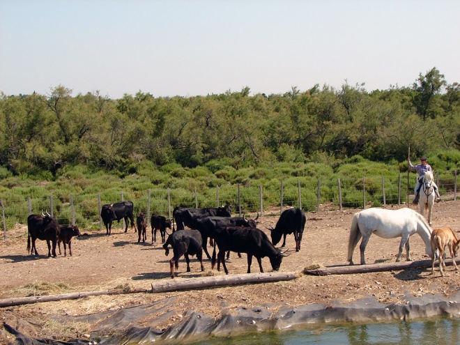 Étrave Croisières - camargue.fr