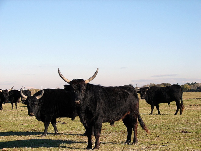 Étrave Croisières - camargue.fr