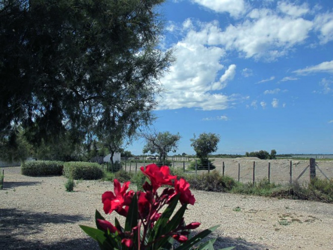 Cacharel *** - camargue.fr