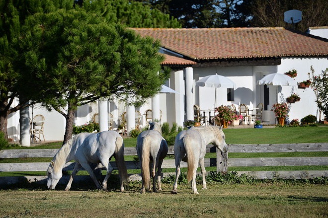 La Grenouillere - Centre de tourisme équestre - camargue.fr