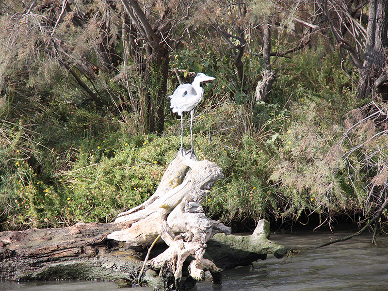 Bateau Le Camargue - camargue.fr