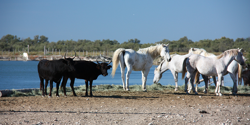 Bateau Le Camargue - camargue.fr