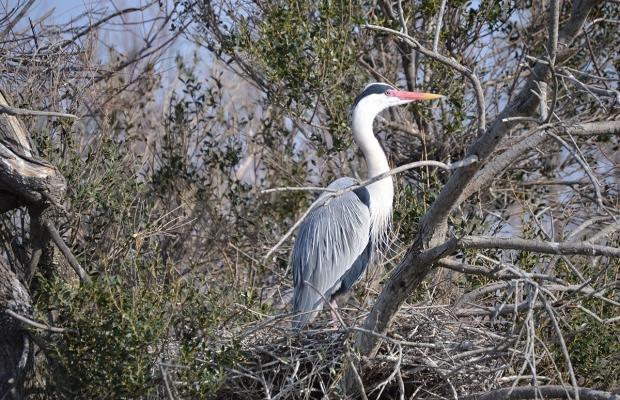 Le Petit Train Camarguais - camargue.fr