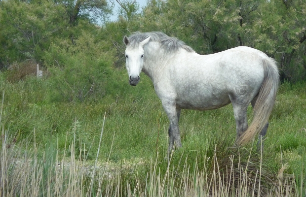 Le Petit Train Camarguais - camargue.fr