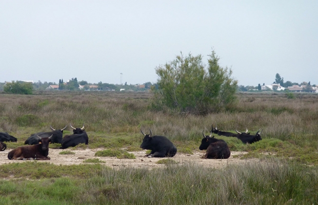 Le Petit Train Camarguais - camargue.fr