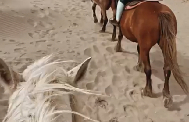 Lou Simbèu - camargue.fr