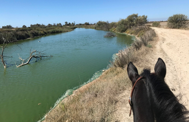 Lou Simbèu - camargue.fr