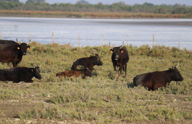 Lou Simbèu - camargue.fr