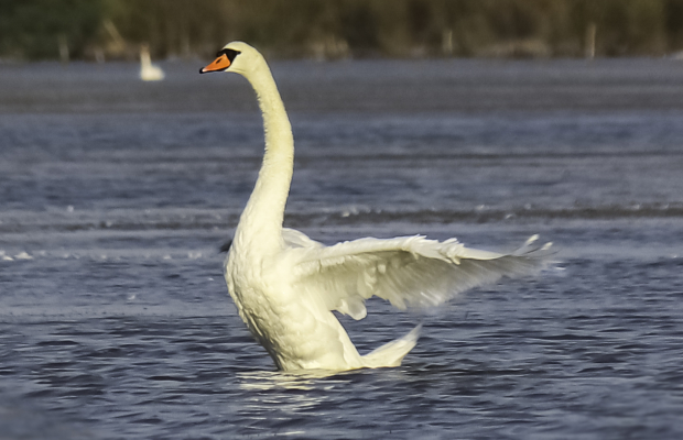 Lou Simbèu - camargue.fr