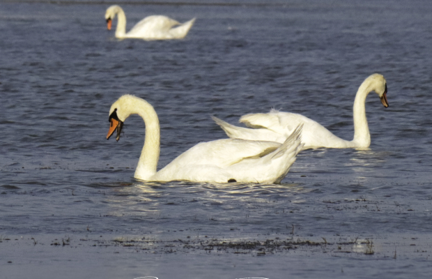 Lou Simbèu - camargue.fr