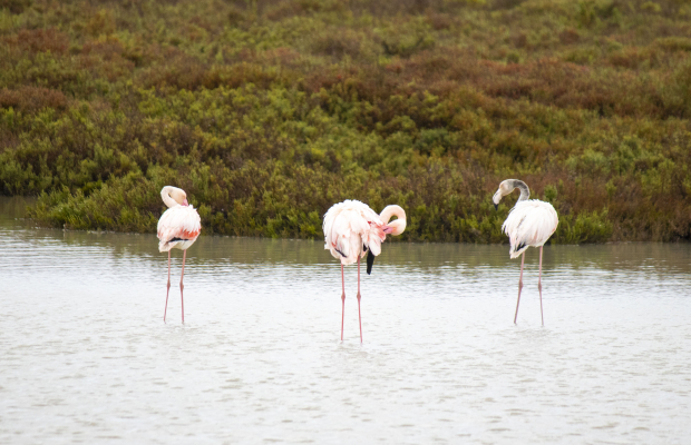 Lou Simbèu - camargue.fr